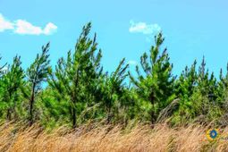 5659 Mt Pisgah Rd photo 4