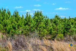 5659 Mt Pisgah Rd photo 4