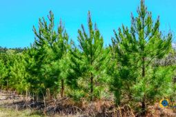 5659 Mt Pisgah Rd photo 4