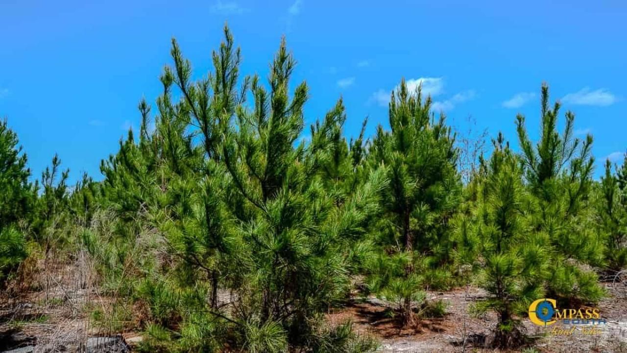 5659 Mt Pisgah Rd Photo 10