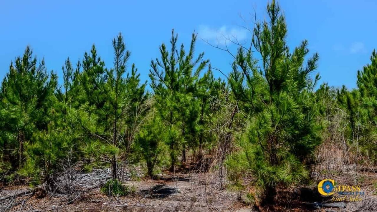 5659 Mt Pisgah Rd Photo 11