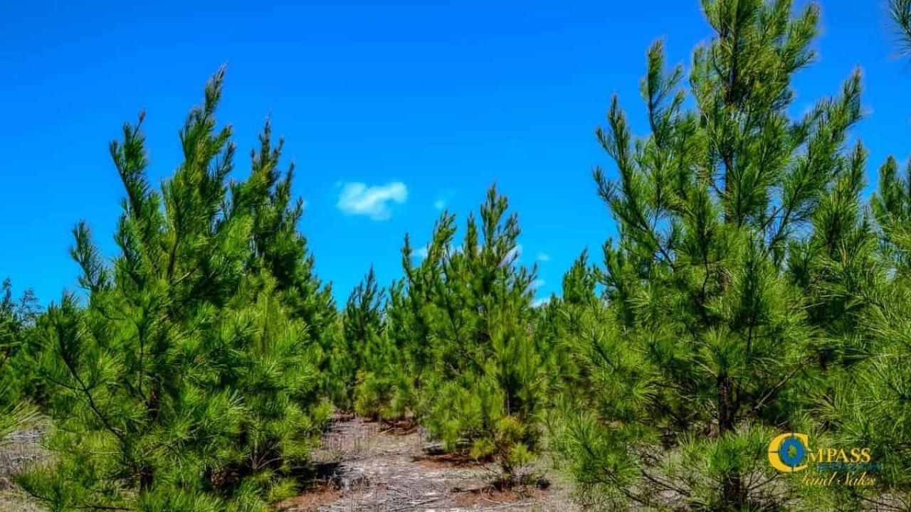 5659 Mt Pisgah Rd Photo 12