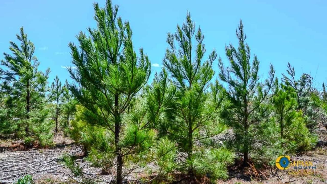 5659 Mt Pisgah Rd Photo 7