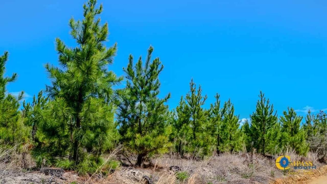 5659 Mt Pisgah Rd Photo 8