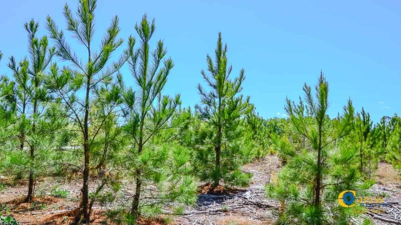 5659 Mt Pisgah Rd Photo 9