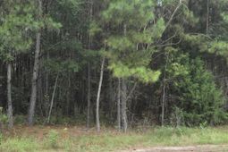 00 Rodenberry Road photo 4