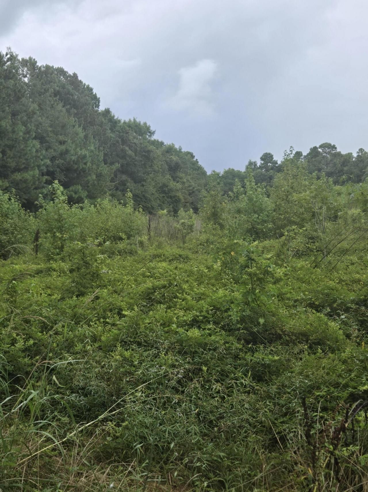 00 Rodenberry Road Photo 7