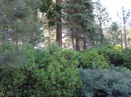 608 Durkin Drive, Lake Almanor, CA 00000 Photo