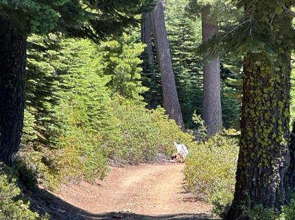 25609 Hoosier Rd, Nevada City, CA 95959 Photo