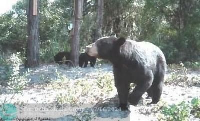 725 Moon Ranch Rd, Sebring, FL 33870 Photo