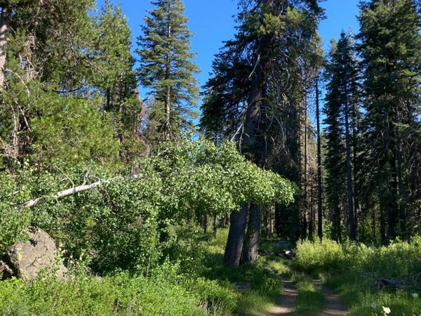 180 Bucks Meadow Dr, Bucks Lake, CA 95971