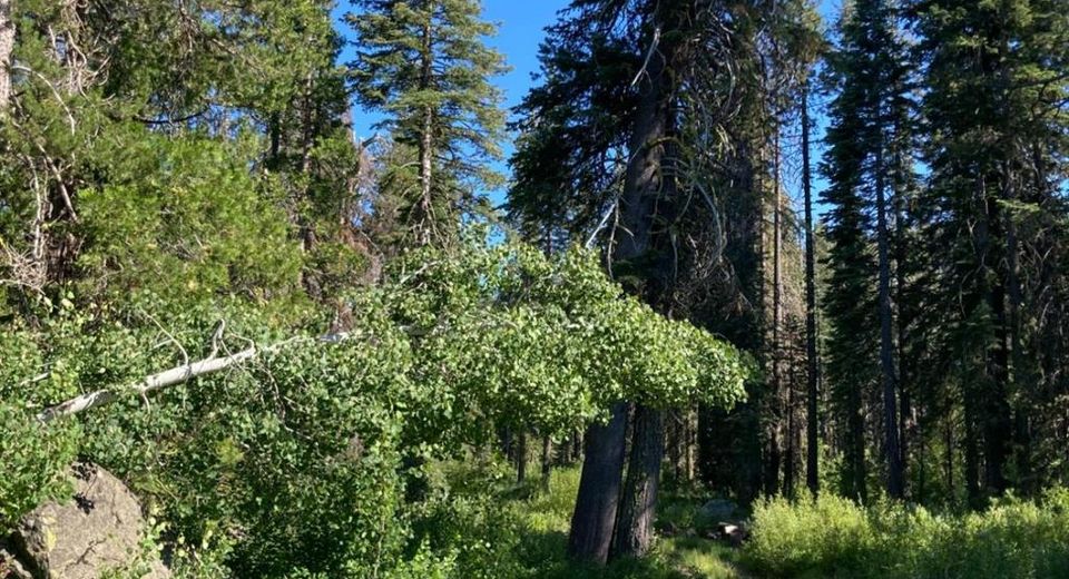 180 Bucks Meadow Dr, Bucks Lake, CA 95971 Photo