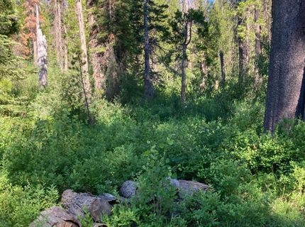 180 Bucks Meadow Dr, Bucks Lake, CA 95971 Photo
