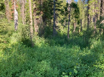 180 Bucks Meadow Dr, Bucks Lake, CA 95971 Photo