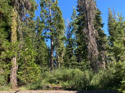 180 Bucks Meadow Dr, Bucks Lake, CA 95971 Photo