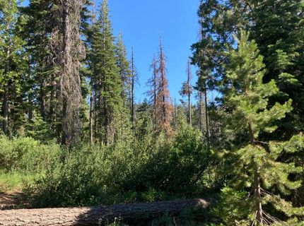 180 Bucks Meadow Dr, Bucks Lake, CA 95971 Photo