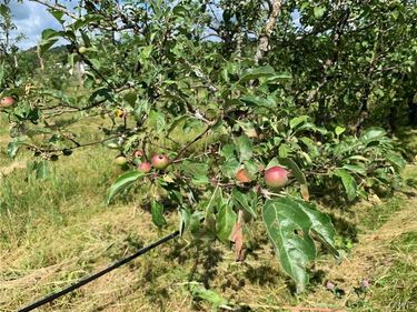 646 State Highway 3, Harrisville, NY 13648