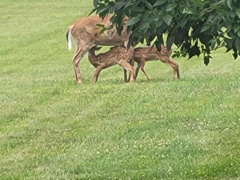 0 DOG HOLLOW Road, Unit LOT #5, Saint Louisville, OH 43071 Photo 16