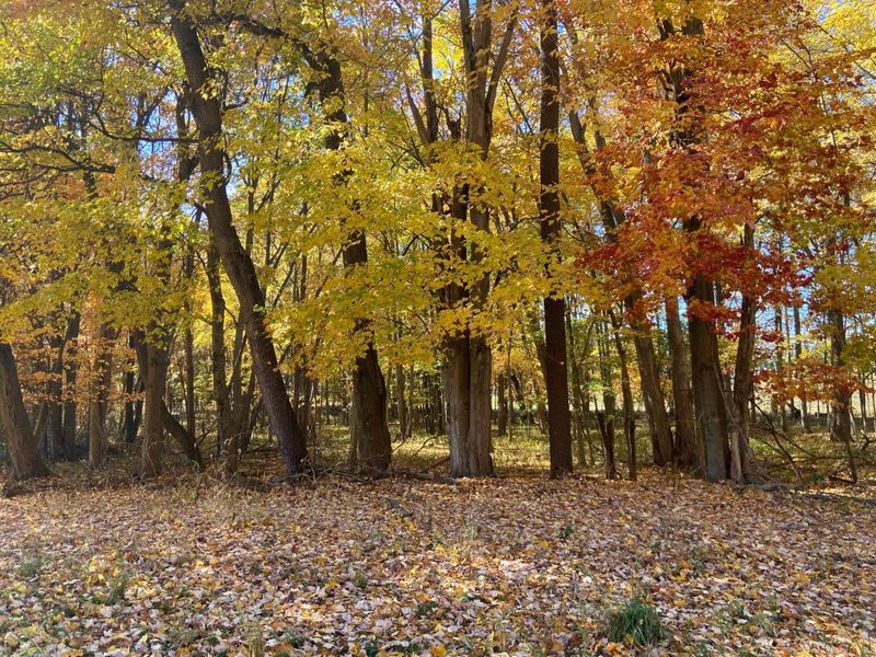 0 DOG HOLLOW Road, Unit LOT #5, Saint Louisville, OH 43071 Photo 21