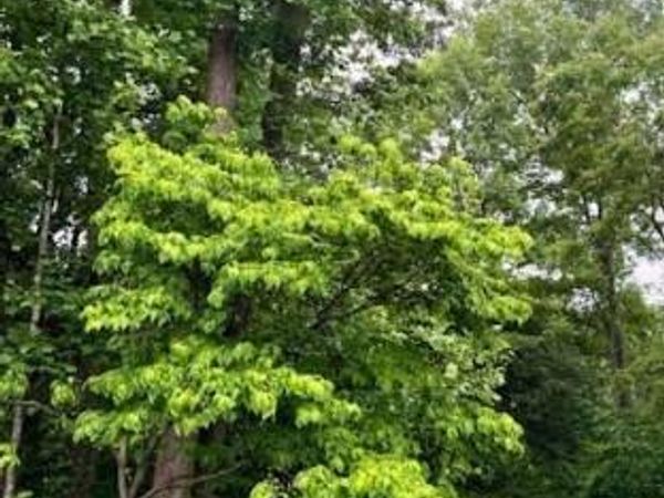 142B Tennis Lane, Ruther Glen, VA 22546