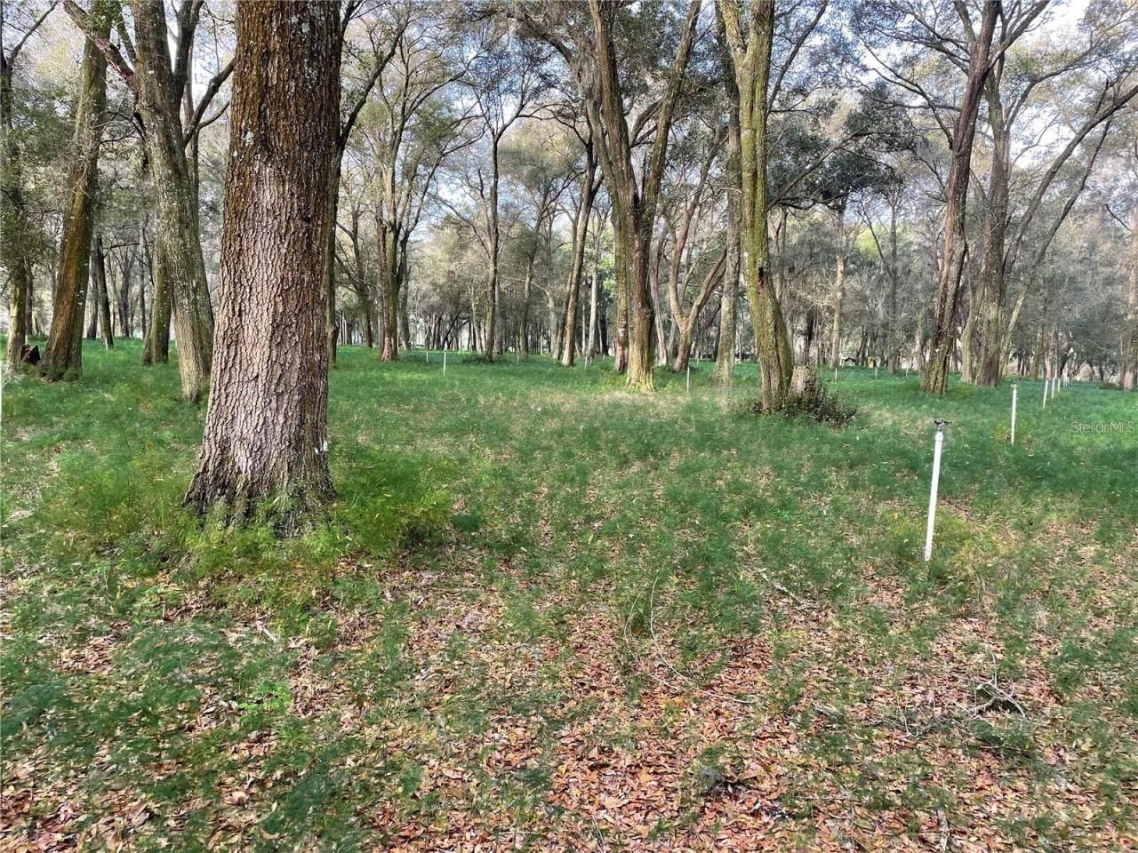 1494 Tilly Byrd Road, Seville, FL 32190 Photo