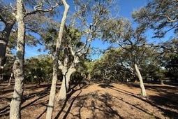 0 Hammocks Way photo 4