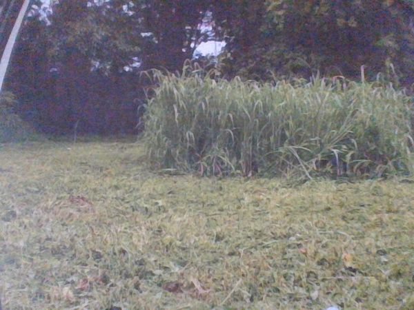 1500 Estill St, Memphis, TN 38109