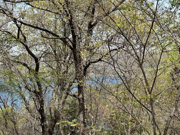 Lot 75 Country Lane, Blue Eye, MO 65611