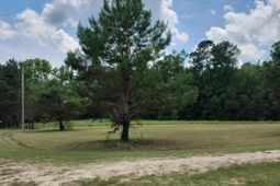 250 Dandelion Ct photo 4