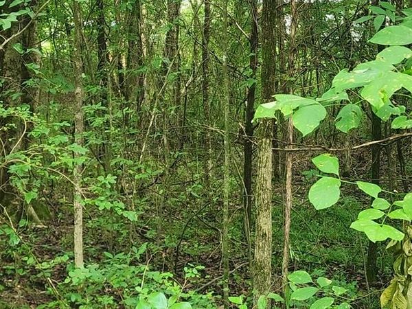 000 Shady Lane, Big Sandy, TN 38221