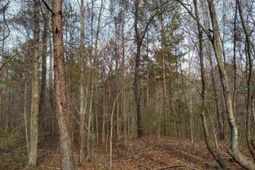 0 321 Highway photo 4