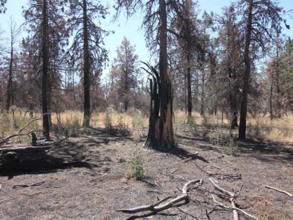 0 Cuscus Lane, Unit Lot 12, Bonanza, OR 97623