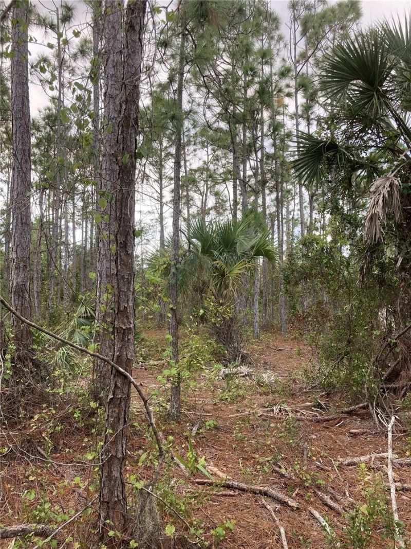 26373 & 26377 Deer Road, Punta Gorda, FL 33955 Photo