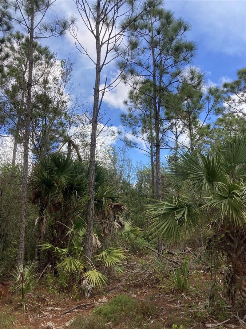 26373 & 26377 Deer Road, Punta Gorda, FL 33955 Photo