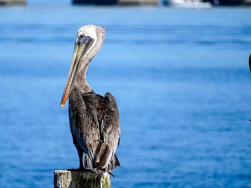 760 Sextant Dr, Unit 223, Sanibel, FL 33957 Photo