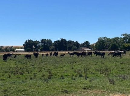 Morrison Rd, Oakdale, CA 95361 Photo