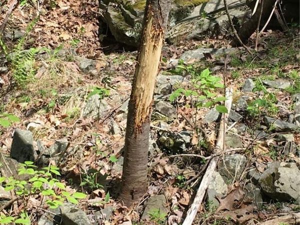 Logtown Road, Port Jervis, NY 12771