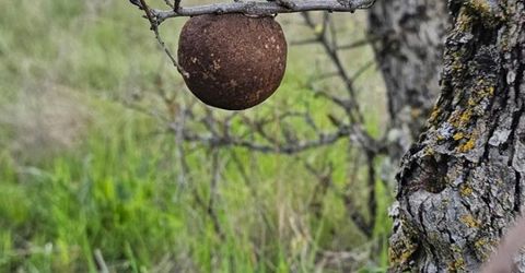 9145 Hunters Valley Rd, La Grange, CA 95329 Photo