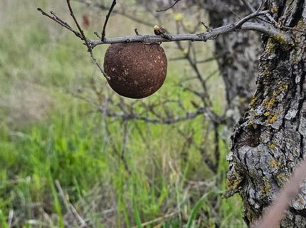 9145 Hunters Valley Rd, La Grange, CA 95329 Photo