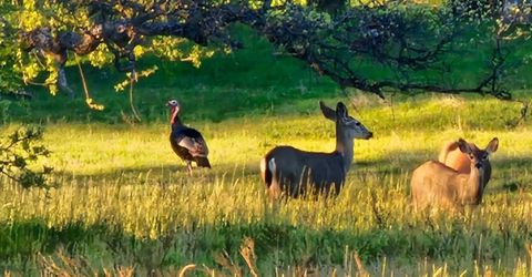 9145 Hunters Valley Rd, La Grange, CA 95329 Photo