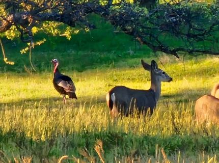 9145 Hunters Valley Rd, La Grange, CA 95329 Photo