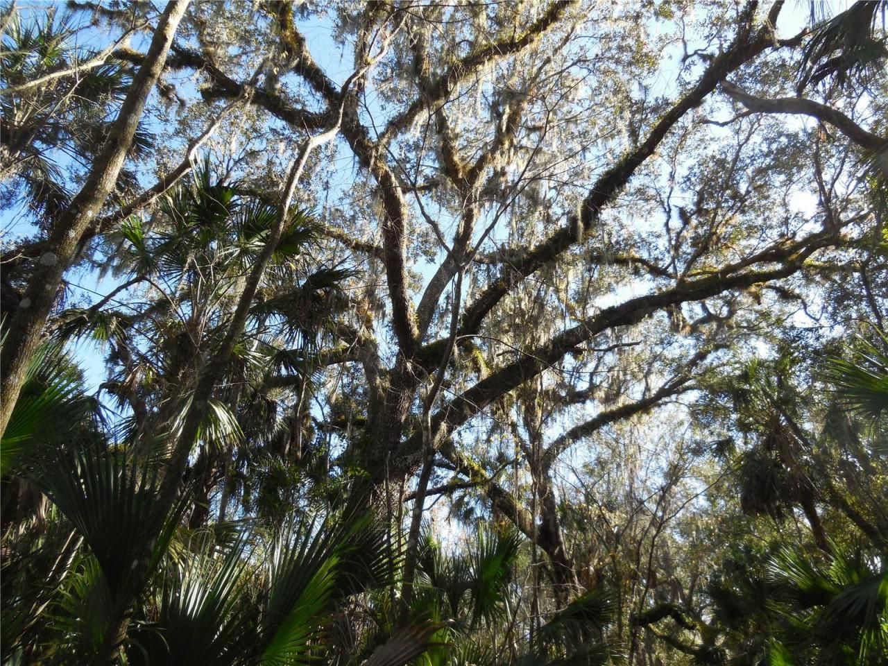 152 Tall Oak Trail, Zolfo Springs, FL 33890 Photo