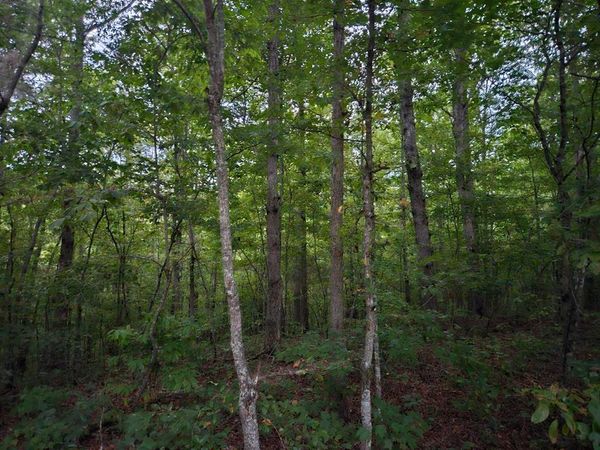 00 Sandy Road N/O-Sells Cemetery Road, Wilder, TN 38589