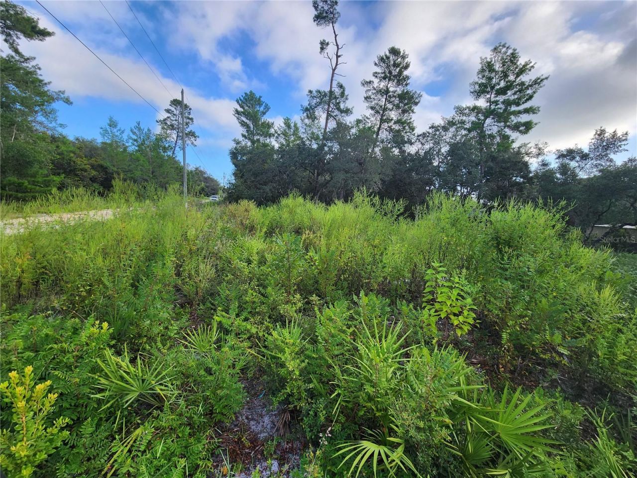 Lot 17-24 Palmetto Street, Paisley, FL 32767 Main Photo
