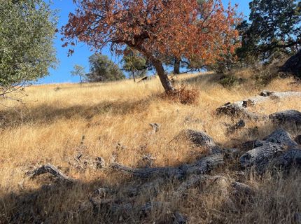 Nancys Ridge Rd, Coulterville, CA 95311 Photo