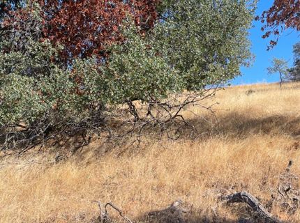 Nancys Ridge Rd, Coulterville, CA 95311 Photo