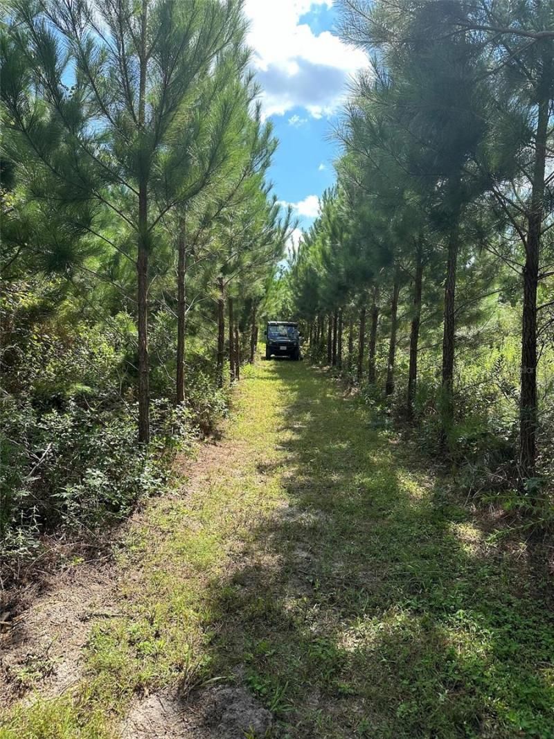 Parcel B NW 160th Avenue, Morriston, FL 32668 Photo