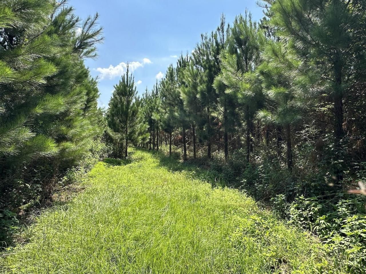 Please Call For Address, Morriston, FL 32668 Photo