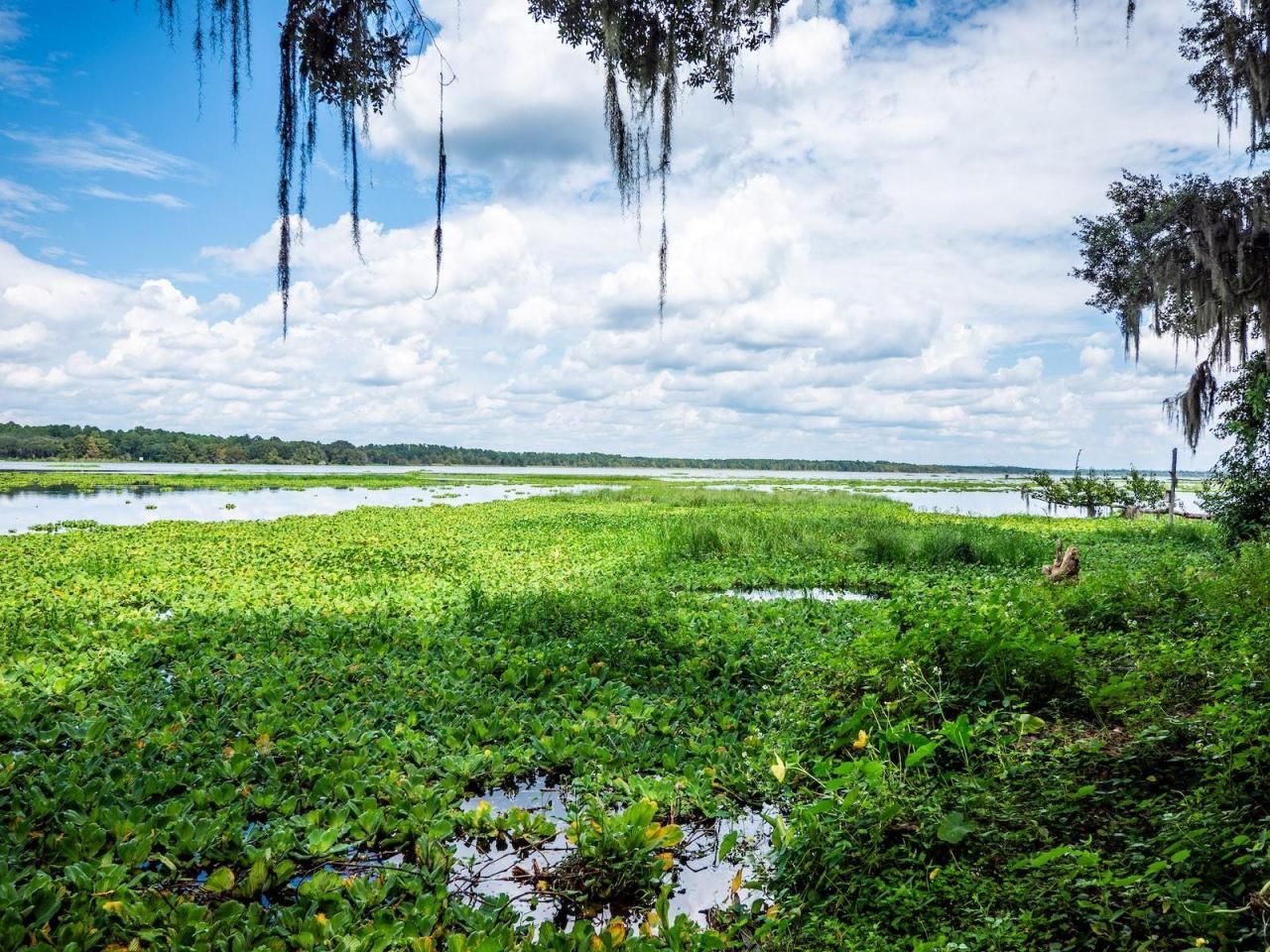 24750 NE 177th Terrace, Fort Mc Coy, FL 32134 Photo