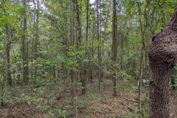 1113 Chappell Creek Road photo 4